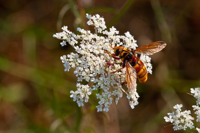 Milesia crabroniformis (Syrphidae)